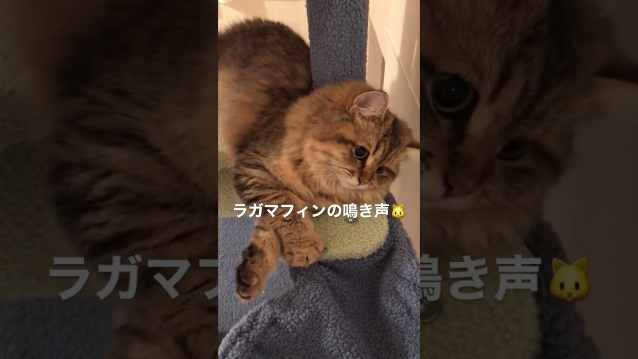 ラガマフィンの鳴き声が可愛すぎる #shorts #ねね207号室