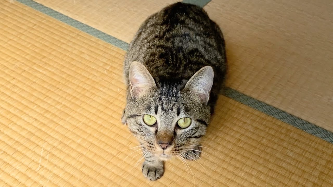 子猫がいきなり顔面に飛びかかってきて俺を殺しにきた...