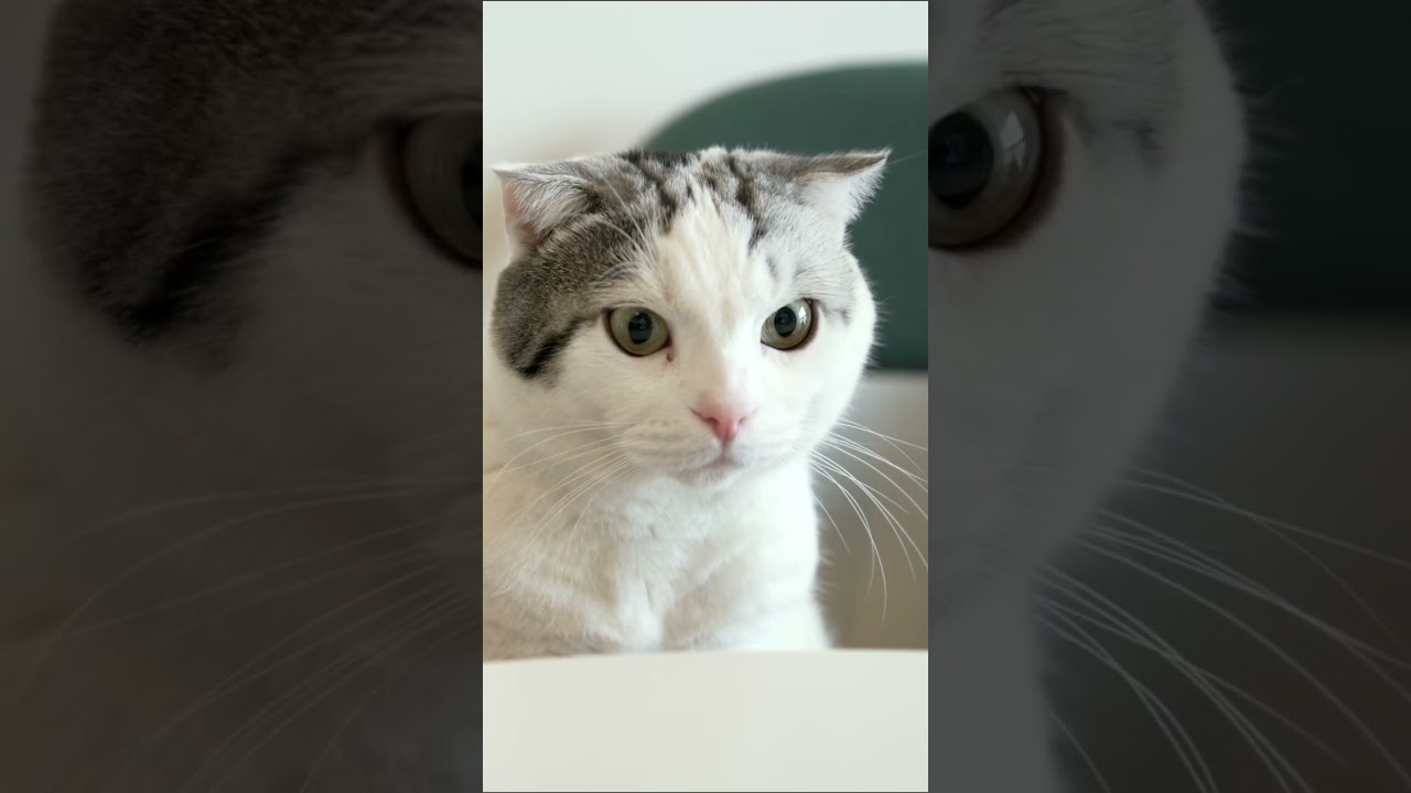 あくびするねこ #猫 #スコティッシュフォールド #猫のいる暮らし #ねこのいる生活