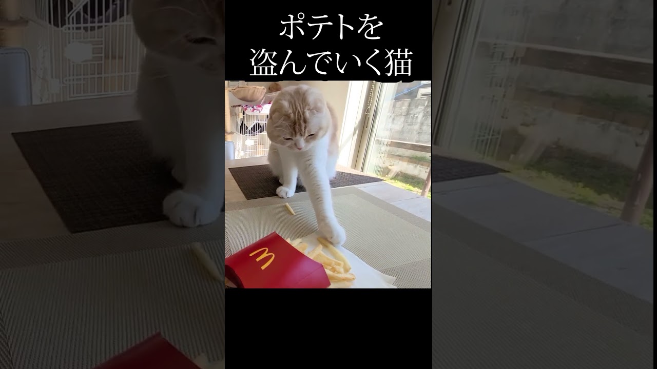 よそ見したらポテトを盗んでいく猫がこちら#猫 #shorts