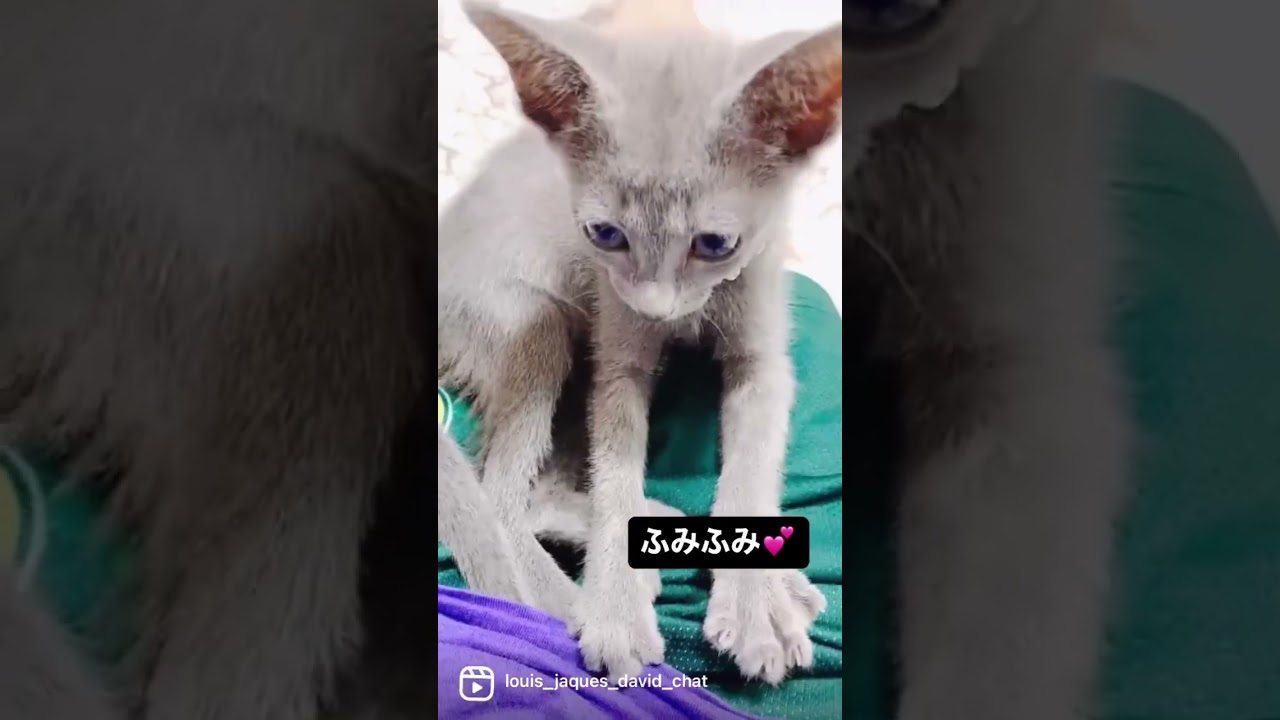 生後2ヶ月の子猫のふみふみ 甘えん坊【ロシアンブルーのルイ】