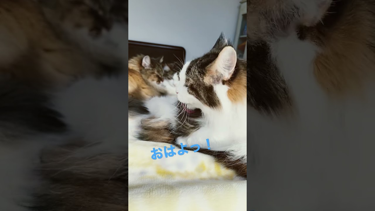 #shorts #cats #cat #ノルウェージャンフォレストキャット #大型猫 #ねこと暮らす #ノル猫5にゃんねる