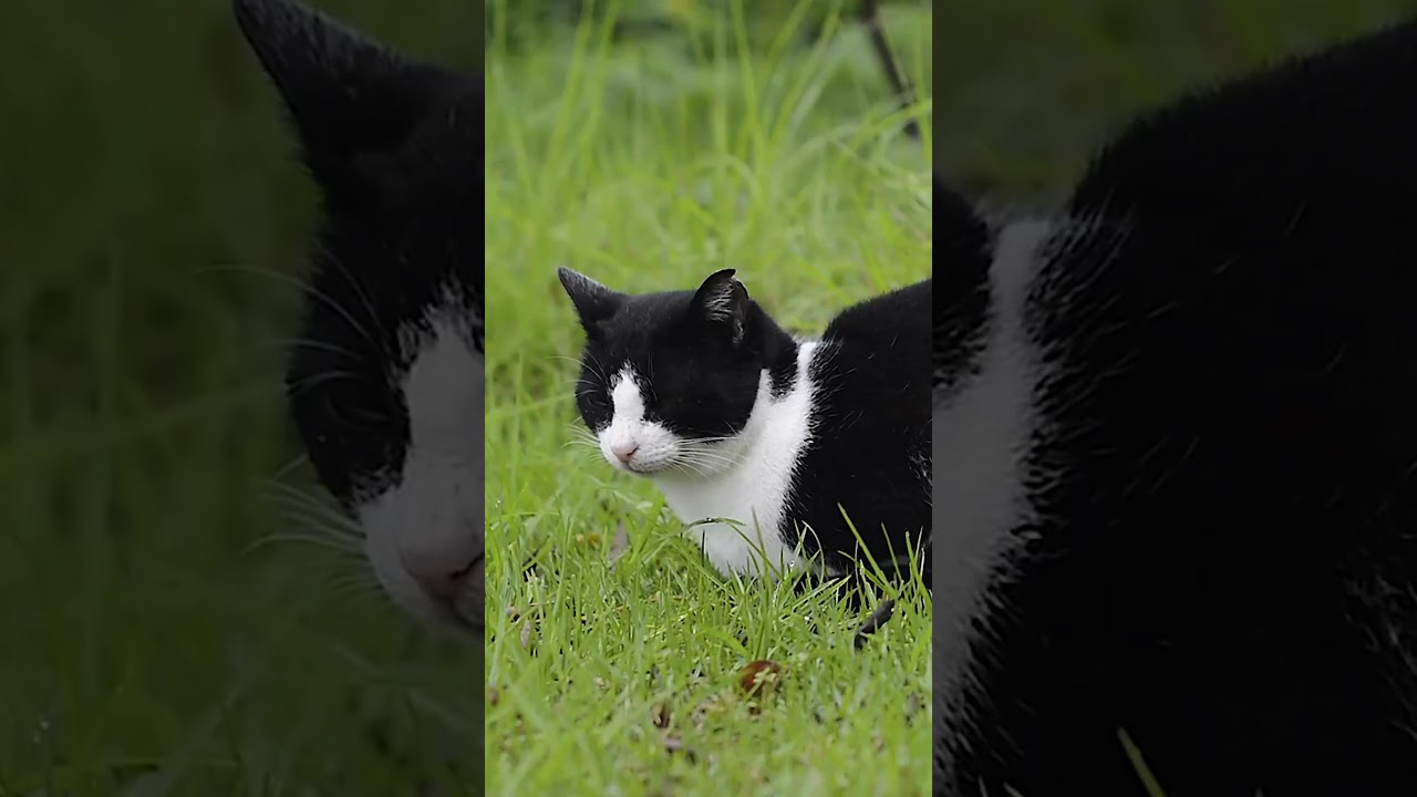 22 Cat Breeds That Have Solid Black Coats   Discover the Bombay Breed #shorts