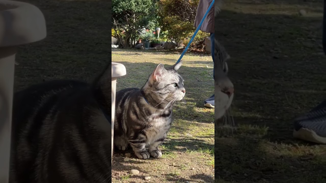 走る　猫〜！ #マンチカン #ねこ