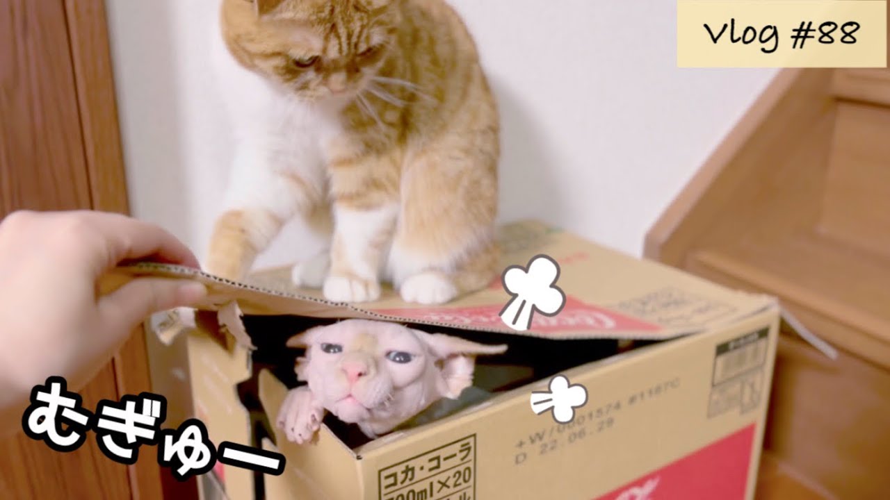 ぼくをここから出してください【毛のないスフィンクス子猫】