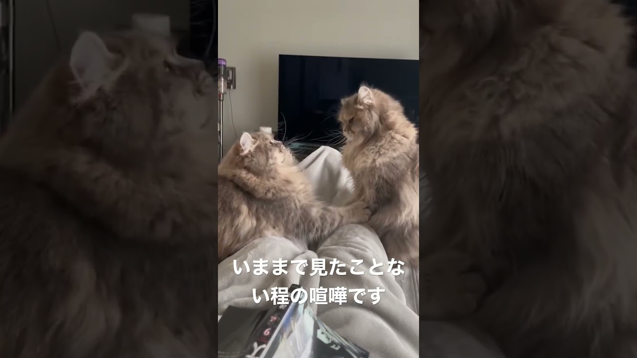 ラガマフィン本気の殴り合い👊勝敗は… #ラガマフィン #猫のいる暮らし #子猫動画