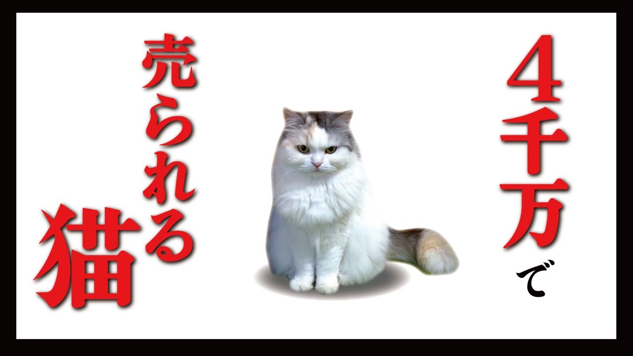 【炎上】猫チャンネルの売却について【関西弁でしゃべる猫】