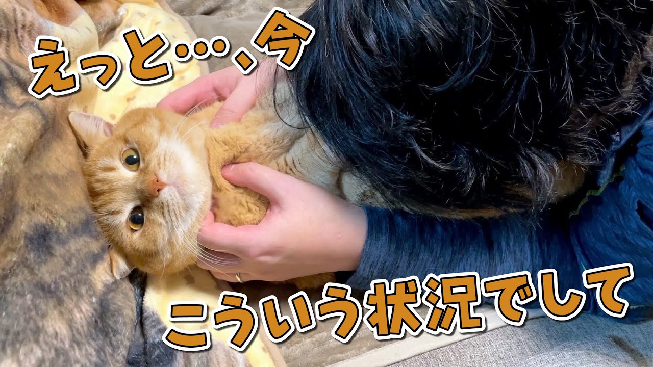 呼んでも来ない猫を見に行ったらなぜかパパとこうなってました！笑