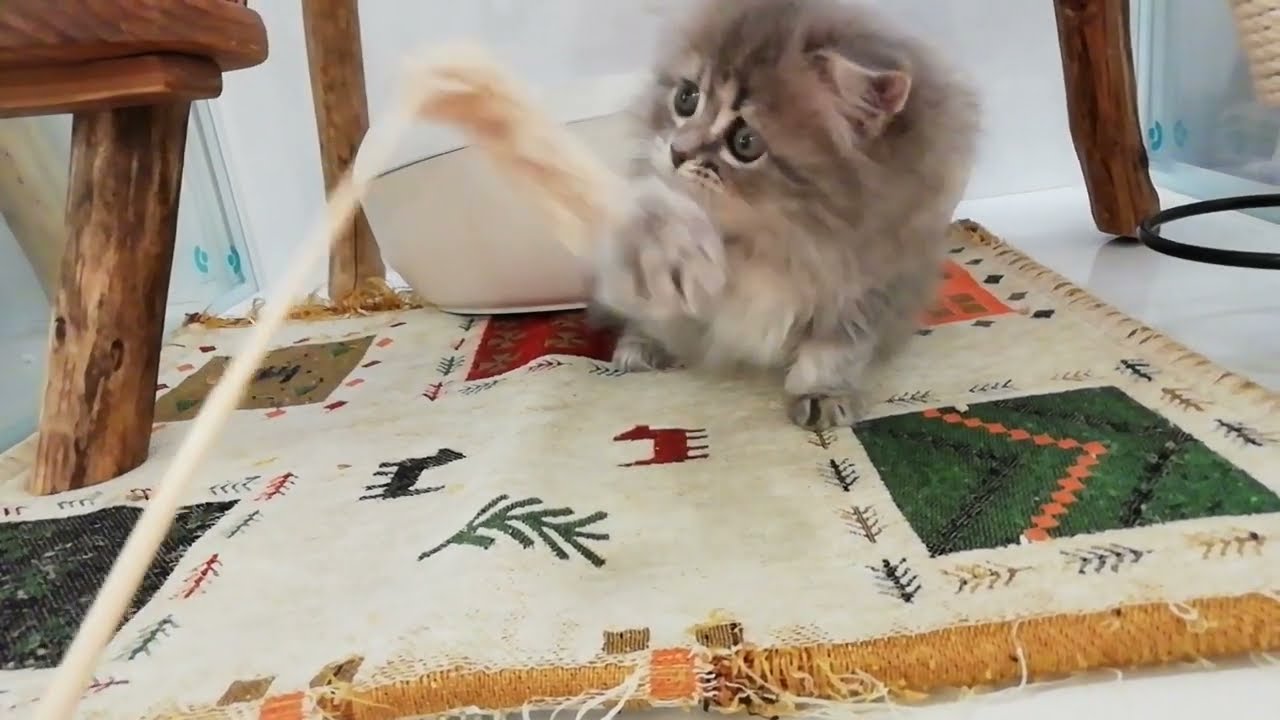 スコティッシュフォールド×アメリカンカール 女の子 2022/12/23生まれ