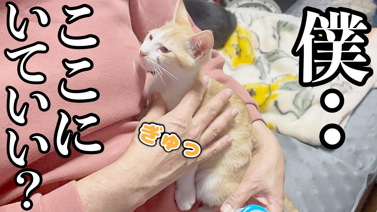 子猫の今後について