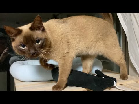 トンキニーズ 【2023/02/25】