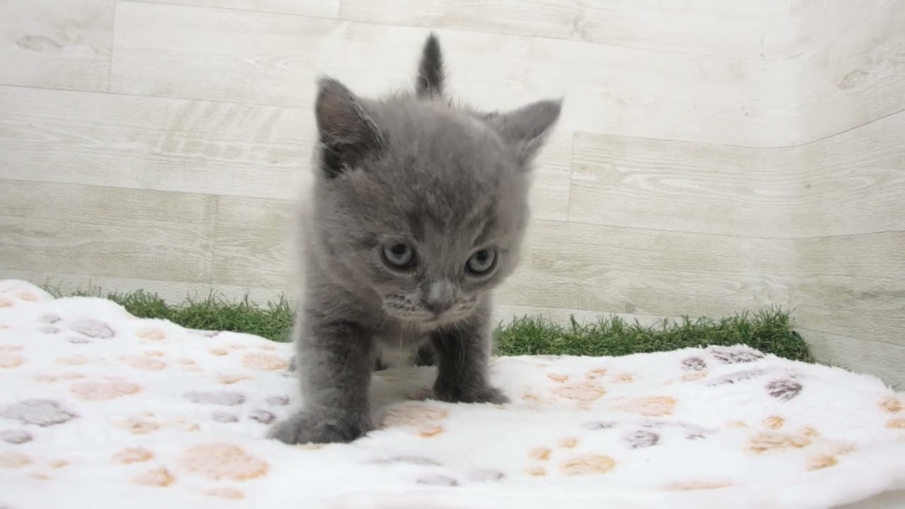 00622602 ブリティッシュショートヘアー