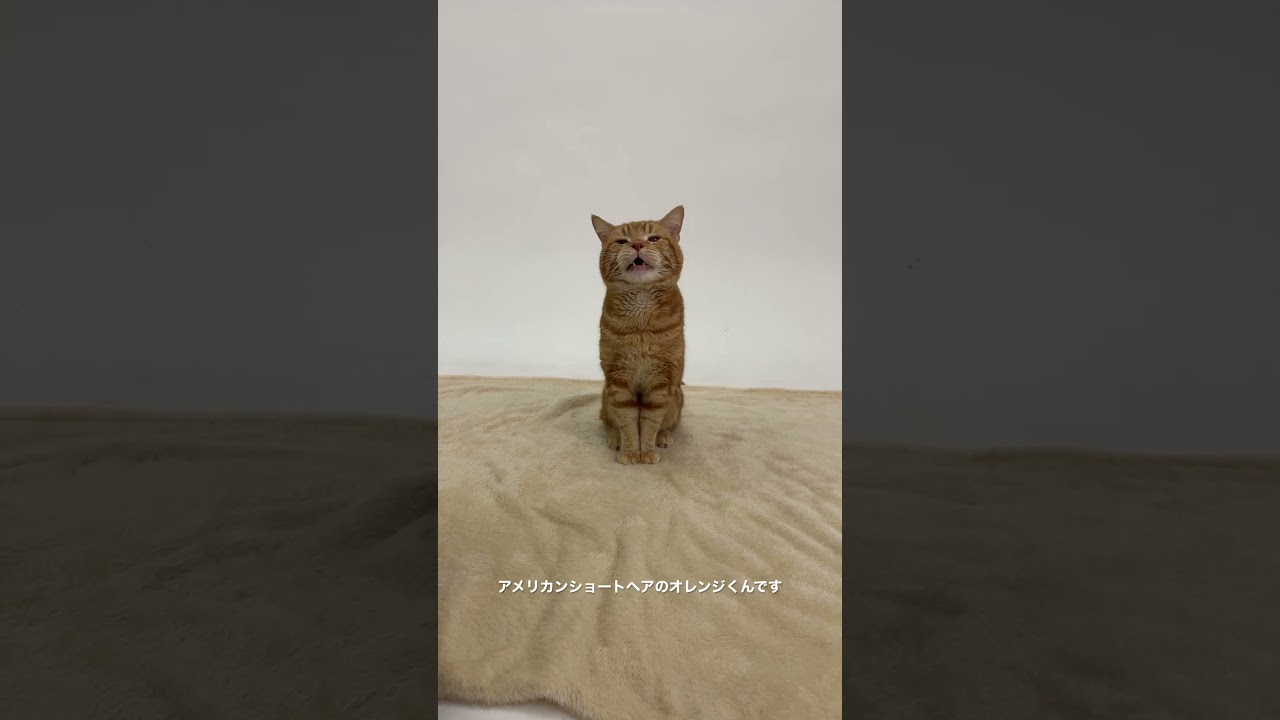 アメリカンショートヘアのオレンジくんです！ #ペットモデル #ペットモデル大募集 #動物プロダクション #タレント猫 #アメリカンショートヘア #オレンジ #かわいい猫 #おすわり