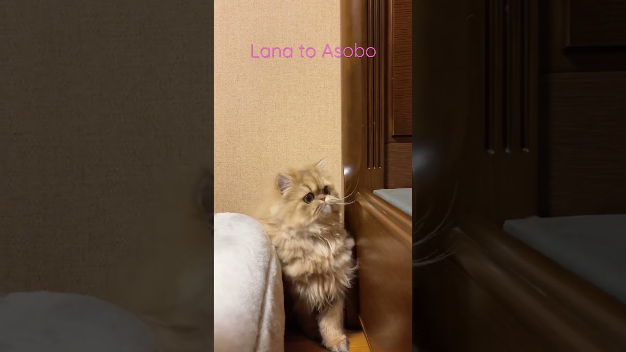 ぐるぐるしちゃうペルシャ猫　#ペルシャ子猫 #cat