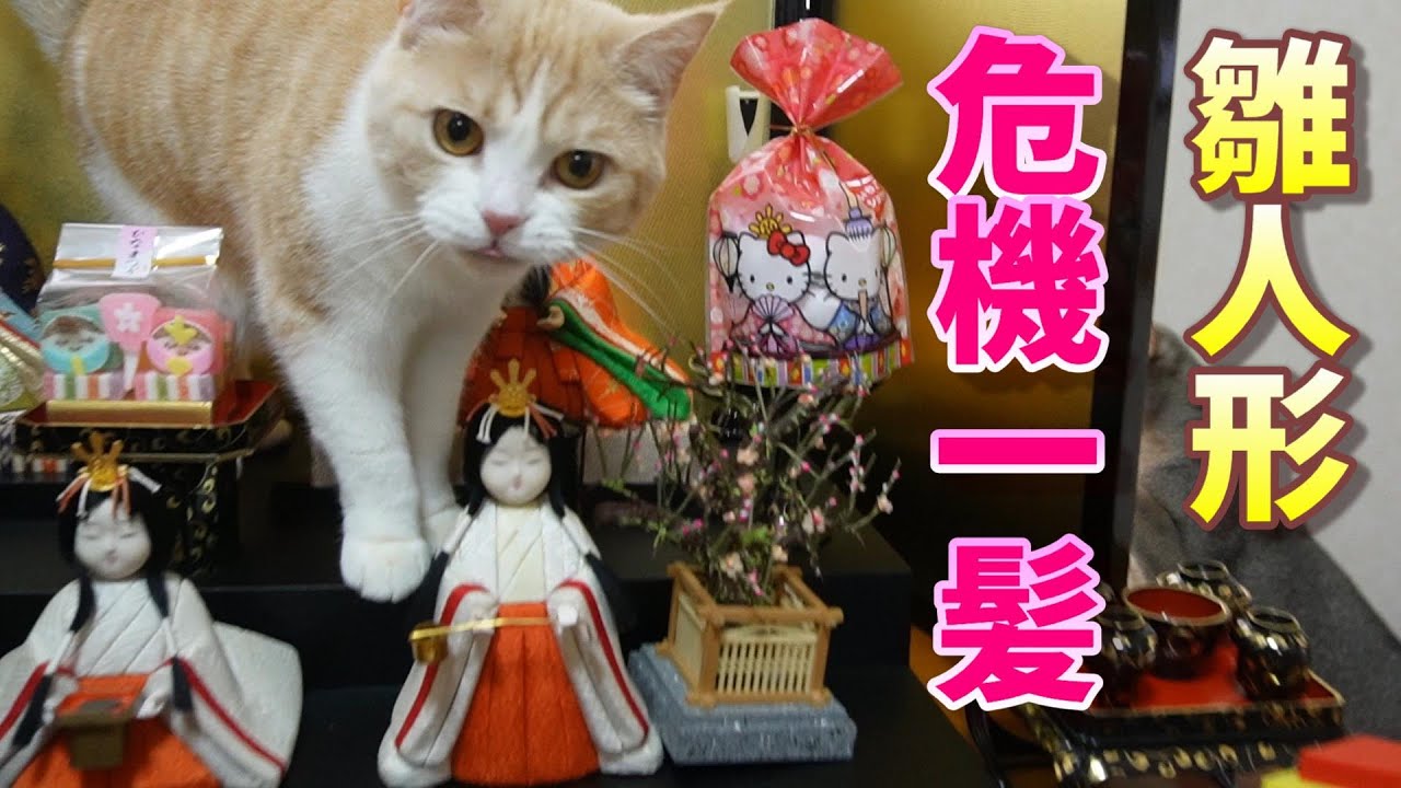 こんな雛祭りはイヤだ!?【スコティッシュフォールド】【アビシニアン】