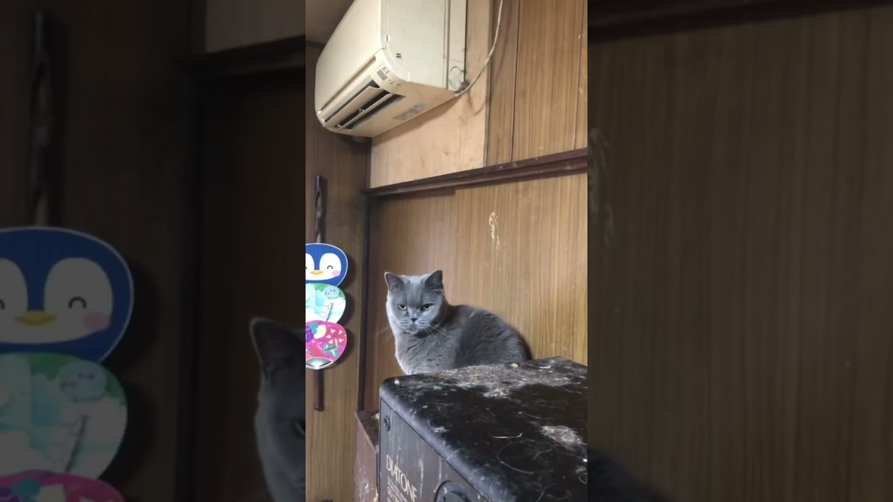 シャイなセルカークレックス女の子　ドミニク