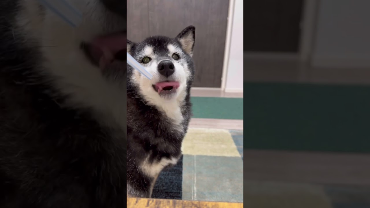 猫と犬による口臭チェックの違い