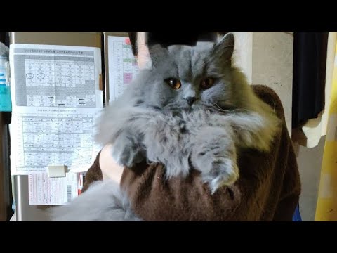 もうすぐ１０キロ？！巨大猫になった！#ブリティッシュショートヘア #ブリティッシュブルー #ブリティッシュロングヘア #マンチカン長毛 #スコティシュフォールド