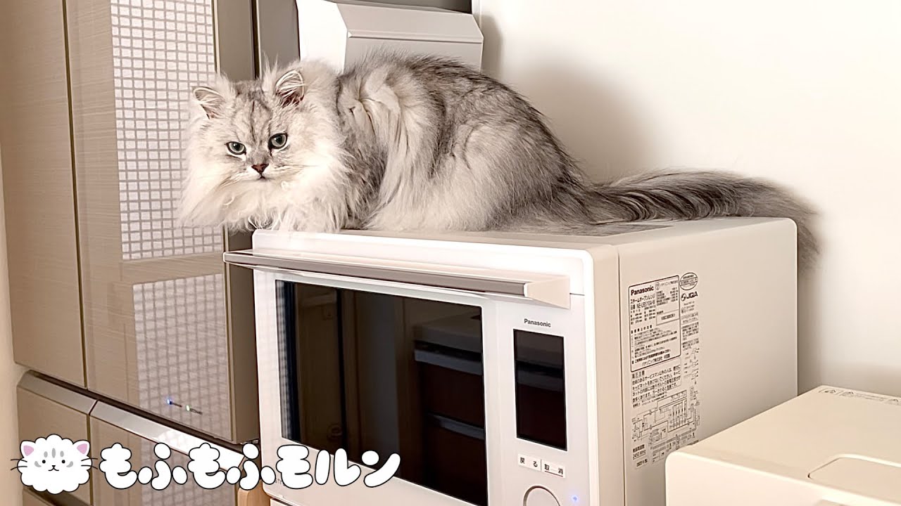 猫がレンジのアレが気になってひたすら文句を言ってきます 【サイベリアン】