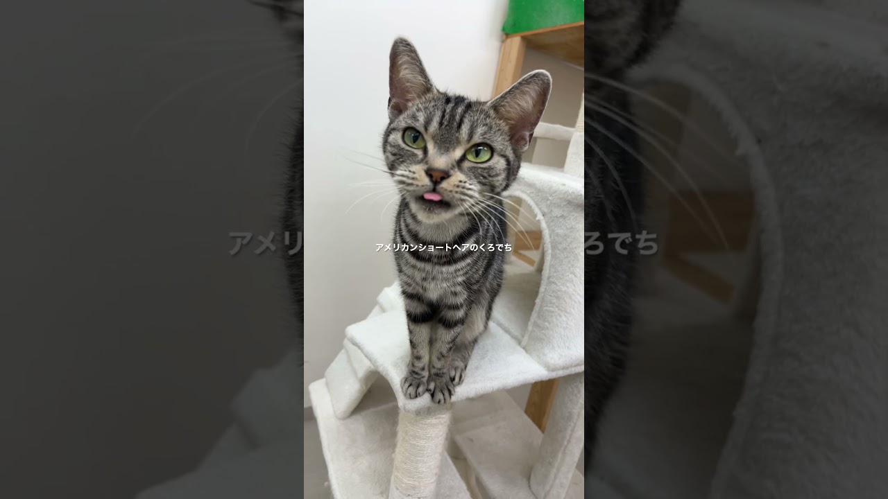 アメリカンショートヘアのくろでち😸 #ペットモデル #ペットモデル大募集 #動物プロダクション #タレント猫 #アメリカンショートヘア #くろ #遊ぼう