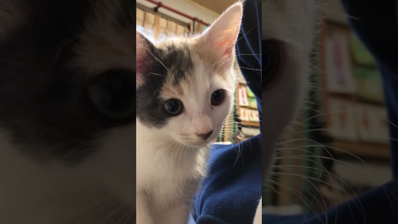 「ねぇねぇ遊んで」とアピールしてくる子猫のぽてと