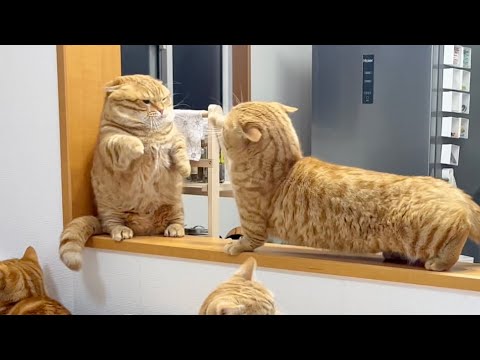 父と子の決して当たらないパンチの応酬！