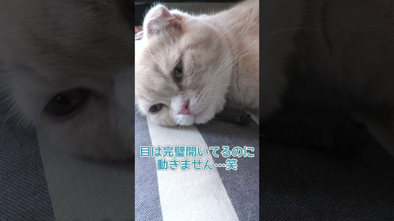 起きているようで寝ている子猫【スコティッシュフォールド】#shorts #かわいい #子猫