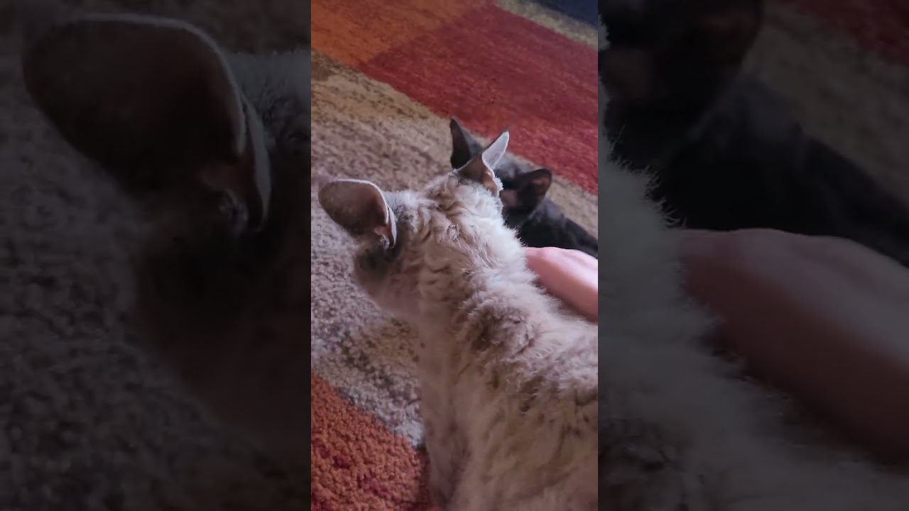 having a conversation with talkative Cornish Rex curly haired cats