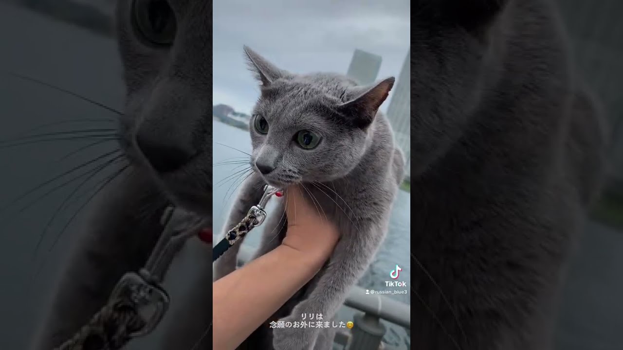 [3匹のロシアンブルー] お外の世界が気になるリリ！  #shorts