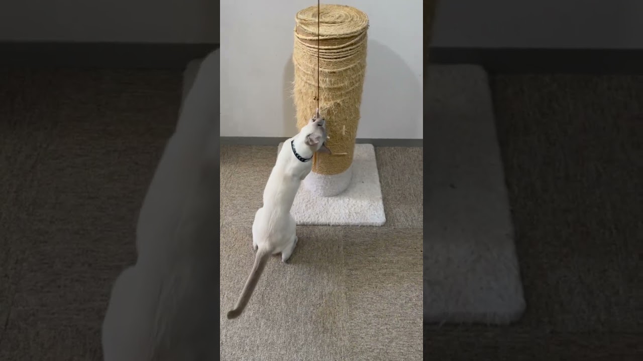 大ジャンプするトンキニーズの猫ちゃん！！