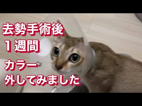 シンガプーラ　毛繕いが止まらない