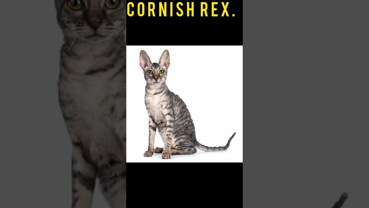 CORNISH REX CAT 😸 STATUS 👿 #youtubeshorts #viral #trending #dog #cats #catvideos