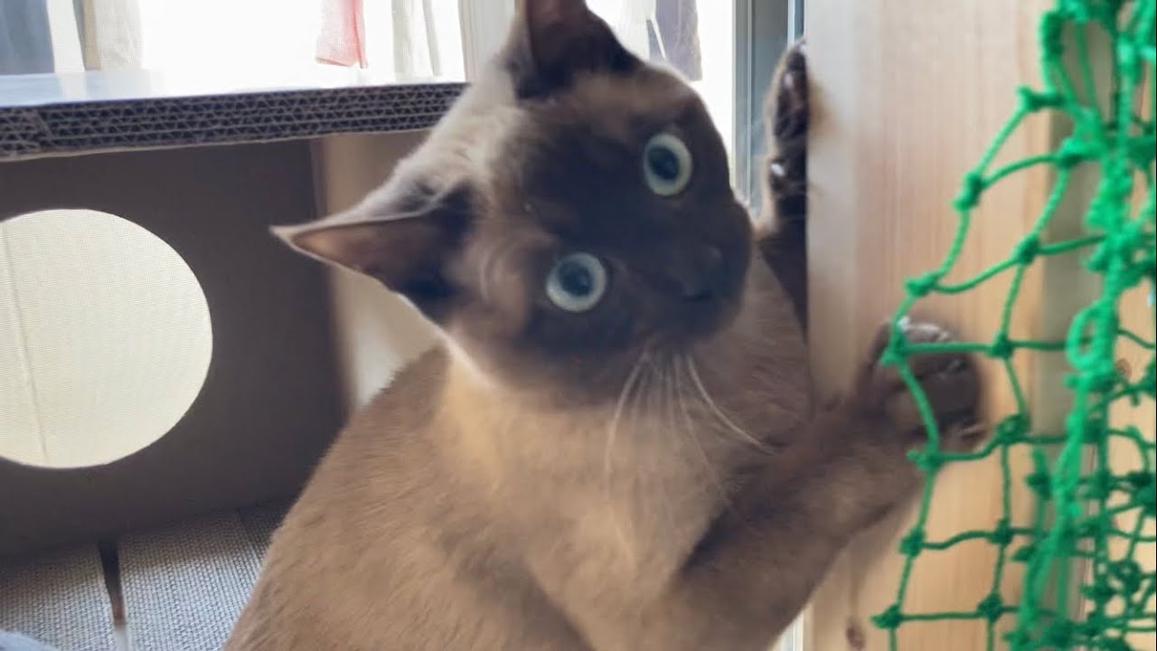 トンキニーズ 【2023/03/04】