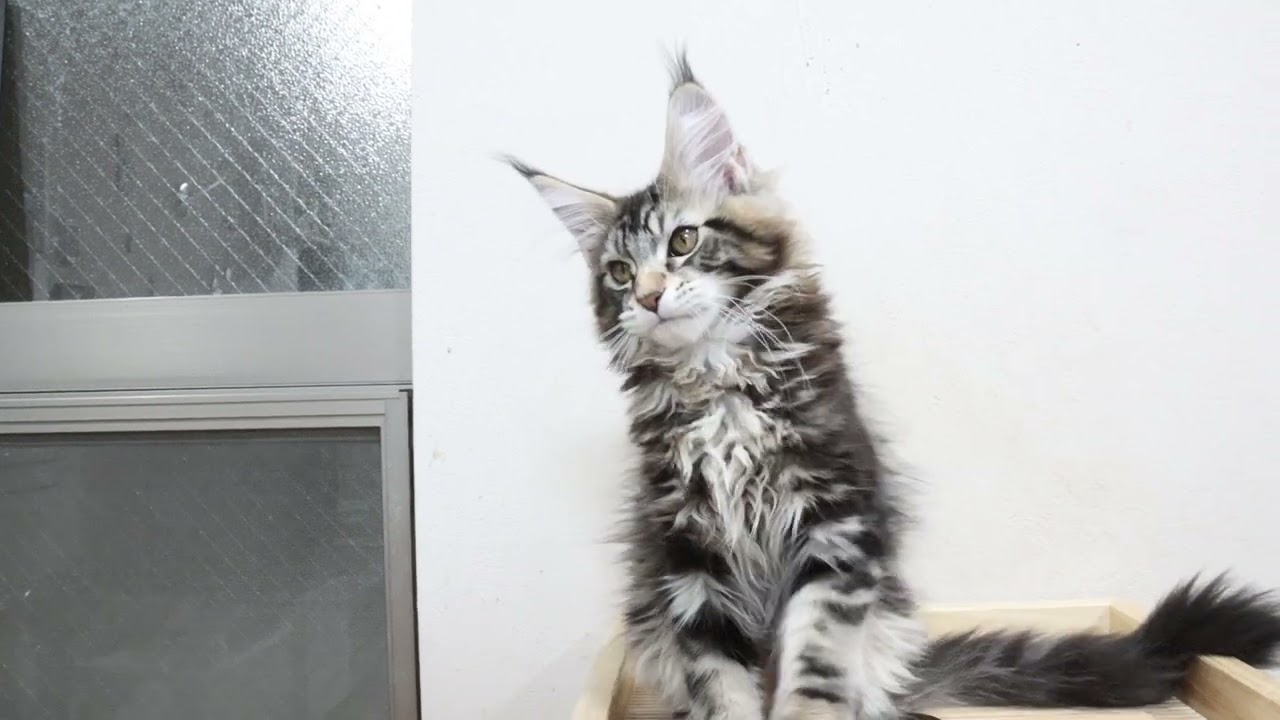 メインクーン子猫たち浩汰君と虎徹君のお渡し