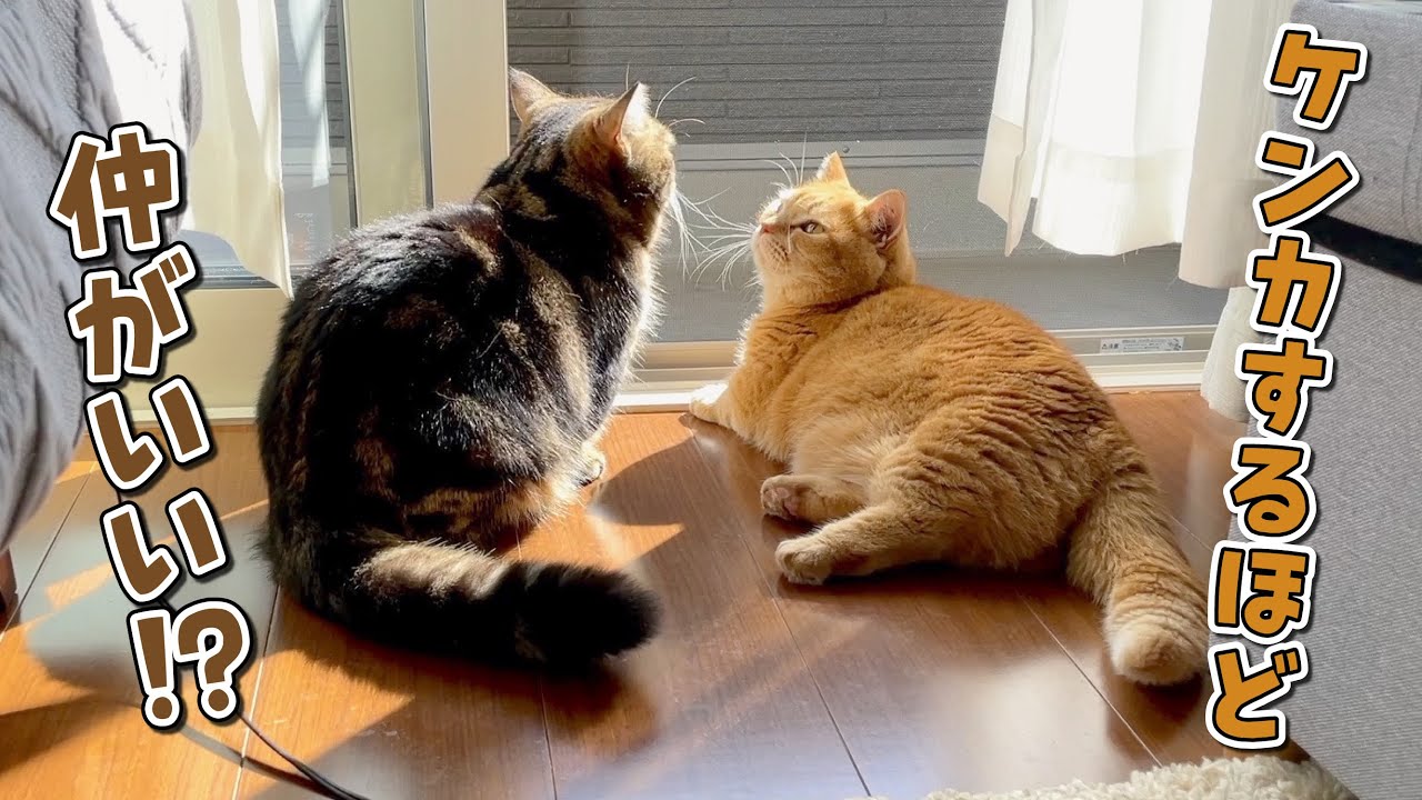 目が合ったらまず喧嘩しちゃう兄弟猫