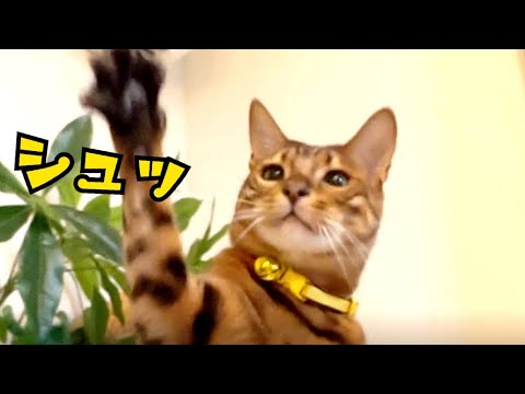 サイコパス猫が仕方無しに遊んでくれました