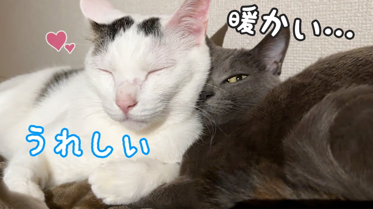 夜中に仲良く寝るチロさんとハムちゃん！