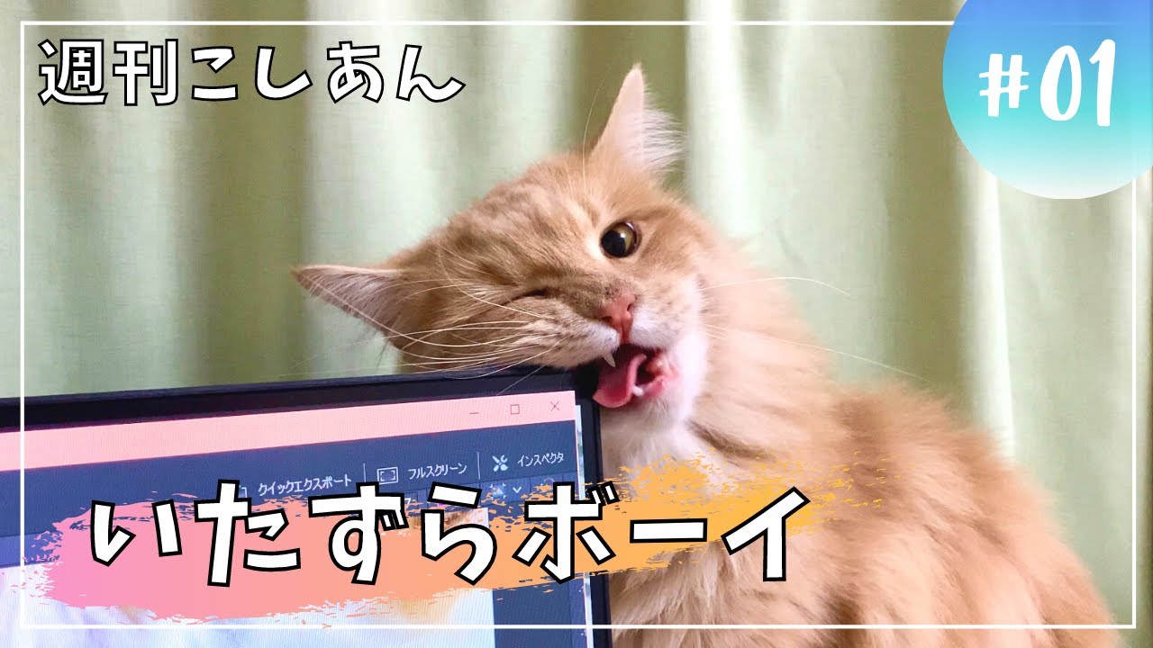 【週刊こしあん１】イタズラをさせたらNo.1【サイベリアン】