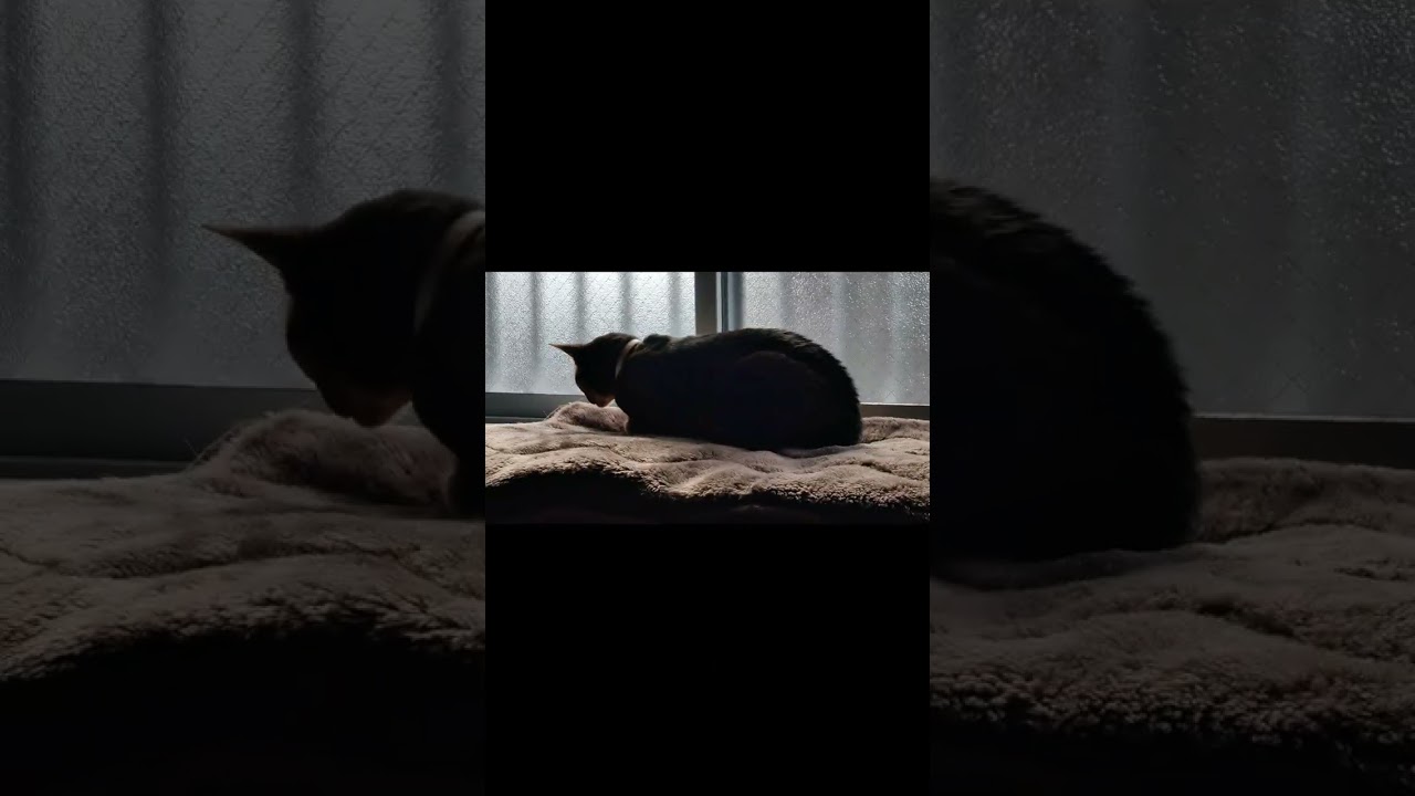 ネコ動画あび#535　#shorts　あびの毎日　アビシニアン　あび