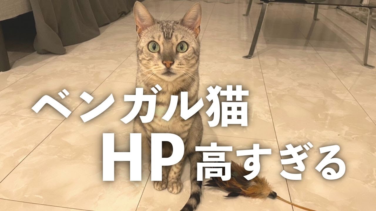 ベンガル猫のHP高すぎない？【飼う前に知りたかった…】