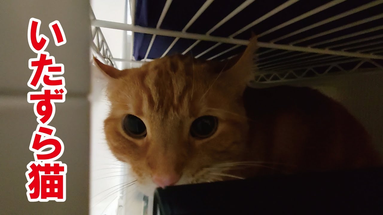 また悪さをする猫　#cat #猫 #アメリカンカール