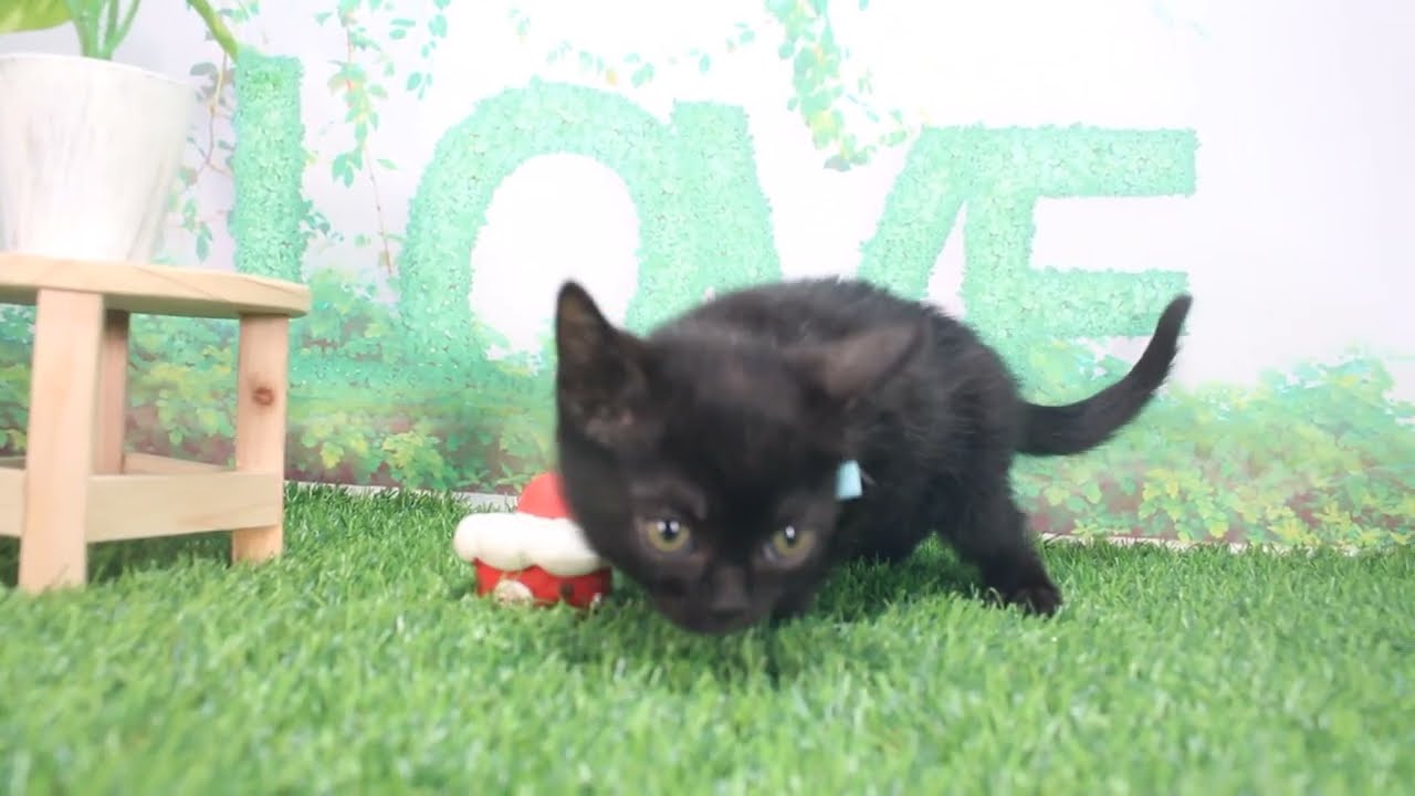 Coo&RIKU　No622675　ボンベイ