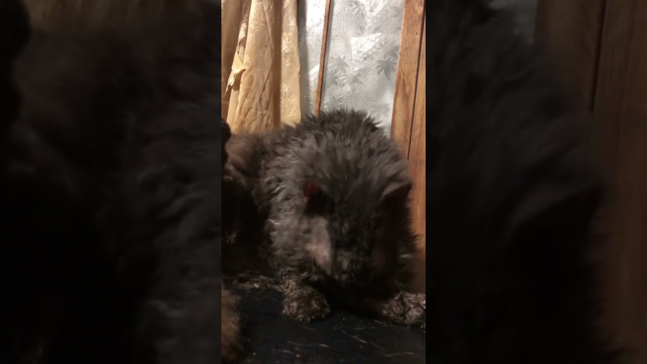 セルカークレックスのシュワン