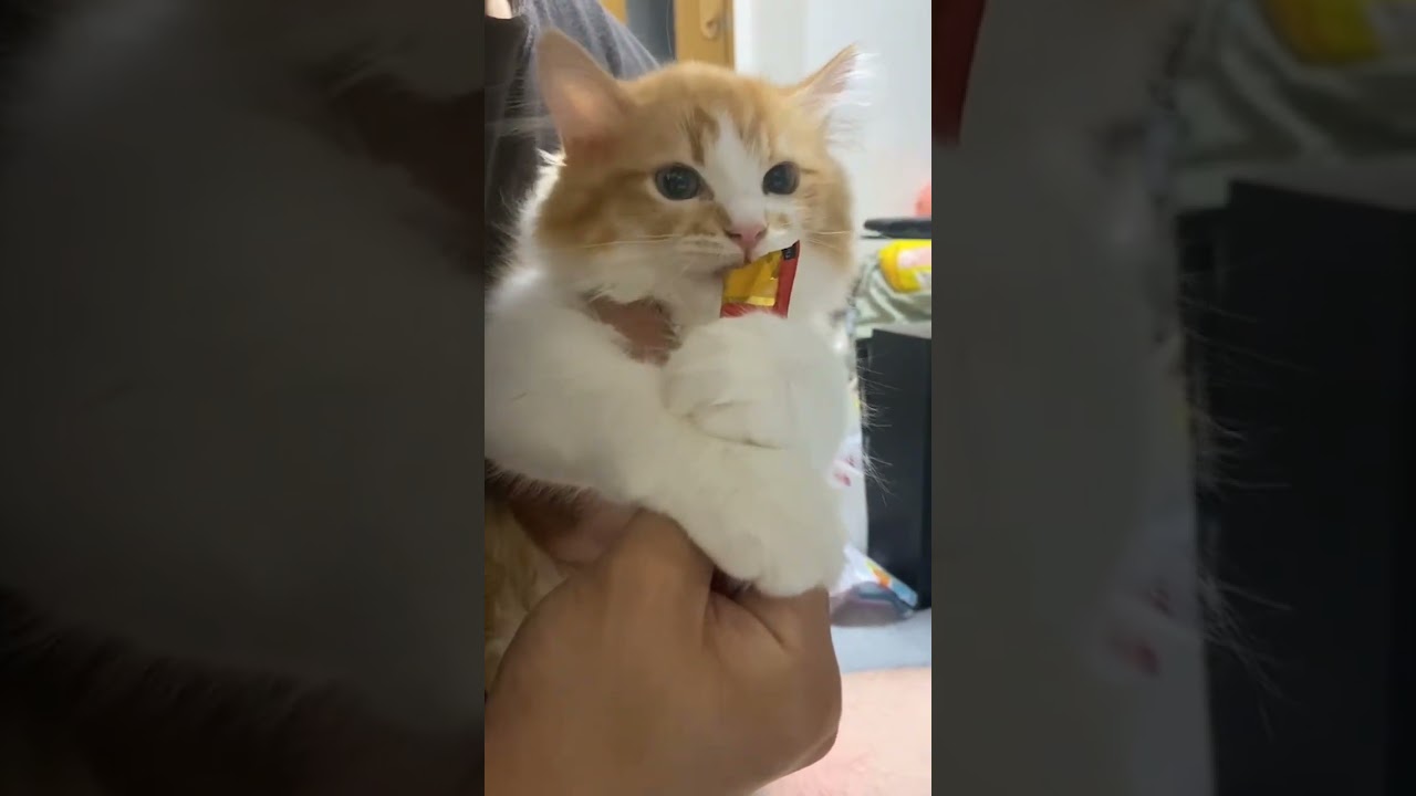 【ラガマフィン】子猫の時のナツ。ちゅーるを食べる時が可愛すぎる