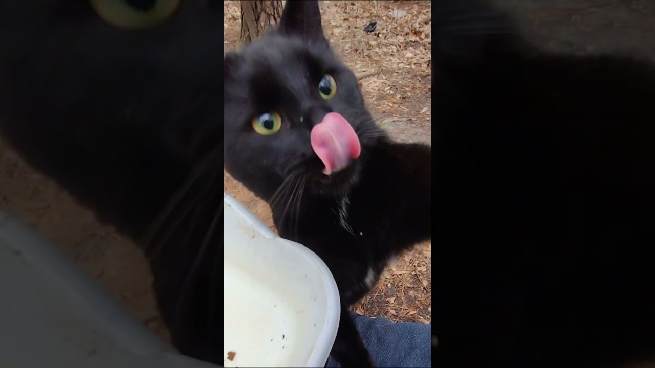 "The Lickening" Cute Black Cat! 😻 #cat #cats #shorts