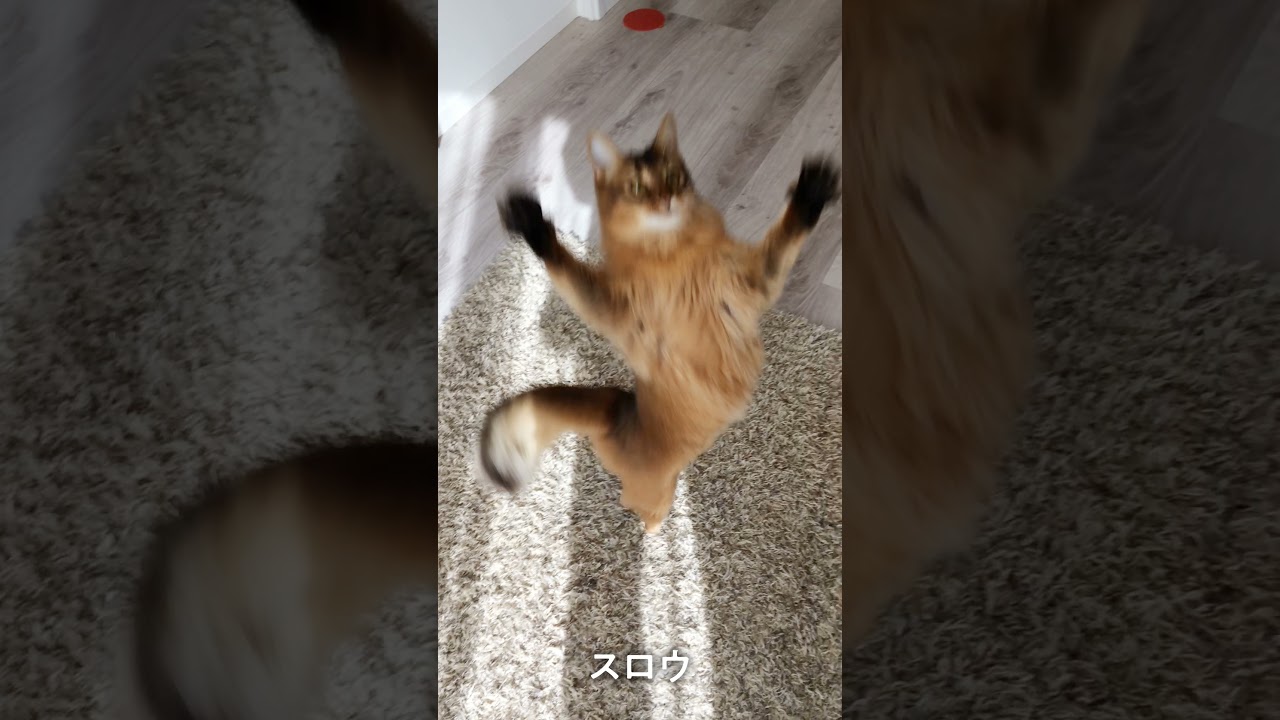 #79　ジャンプすると邪悪な顔になるソマリ