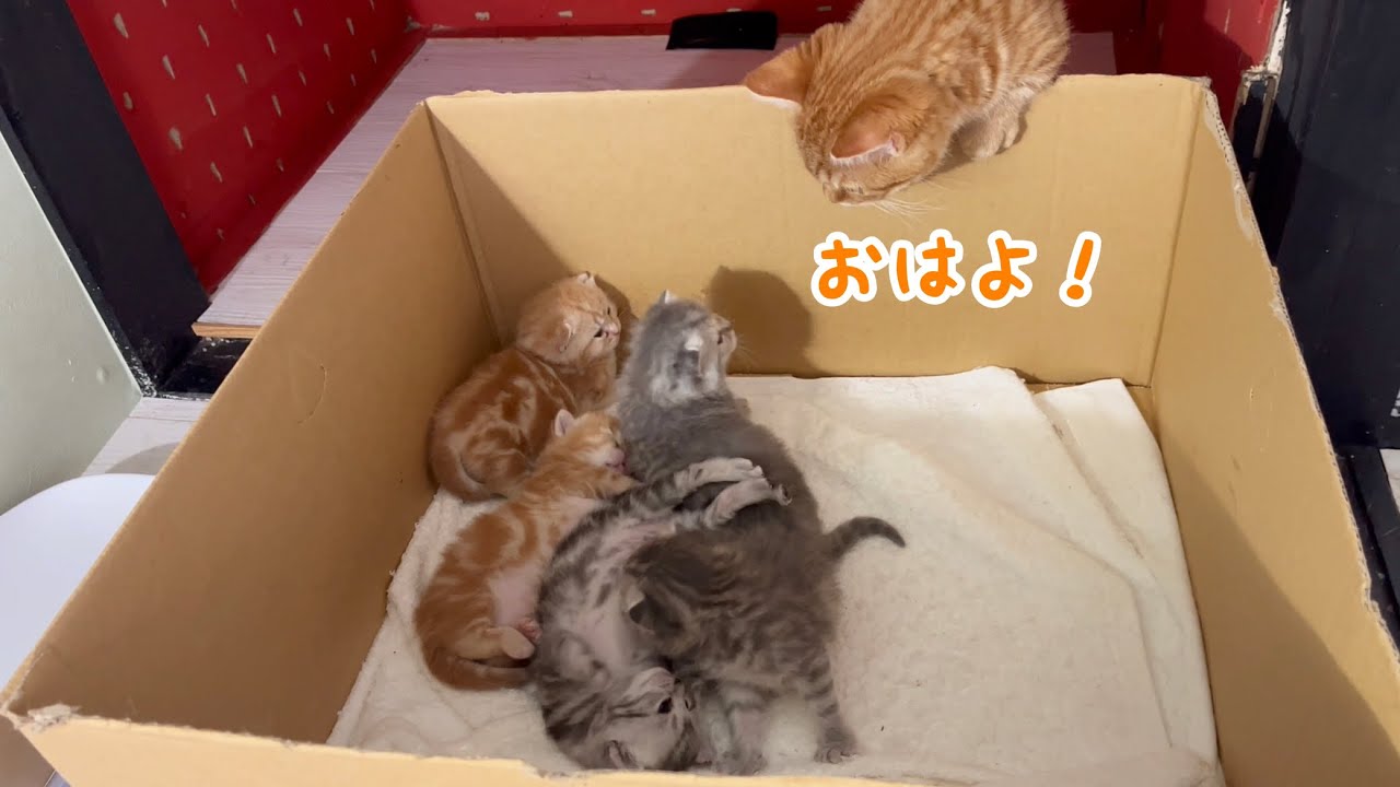 赤ちゃん子猫たちが気になるマンチカンの子猫ぽちゃくん💓