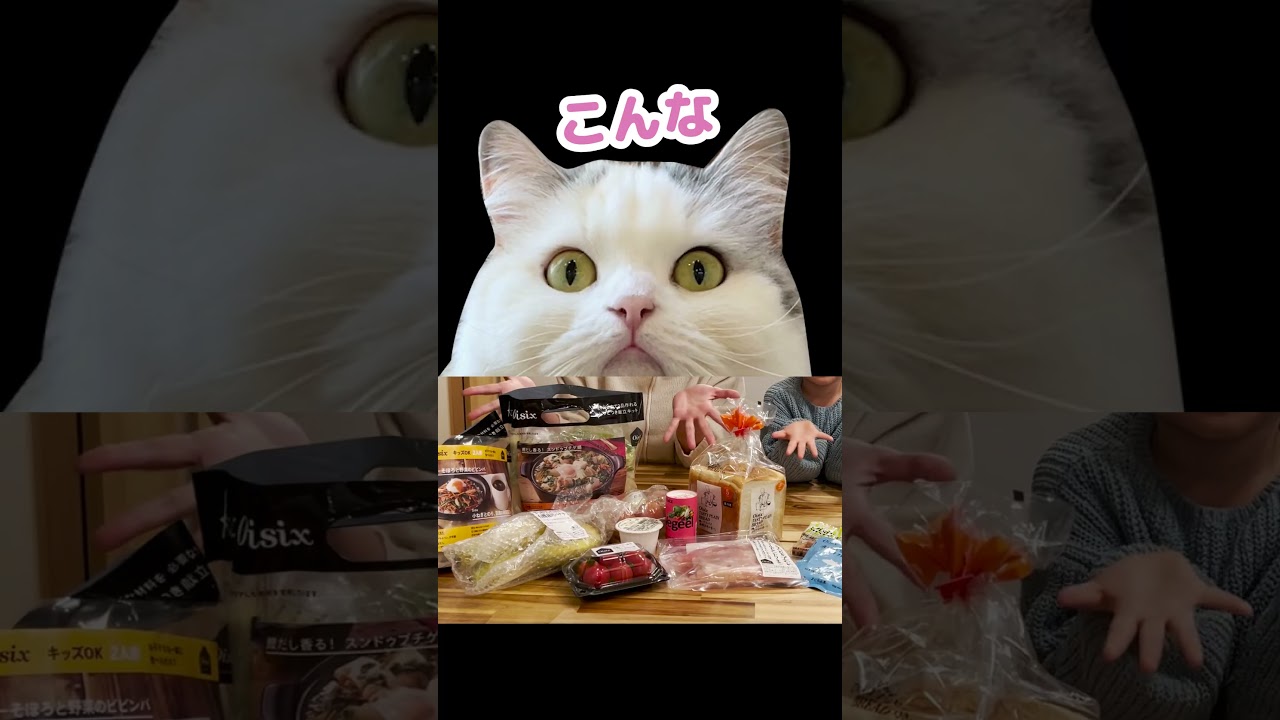 宣伝上手な猫がコチラ #Shorts