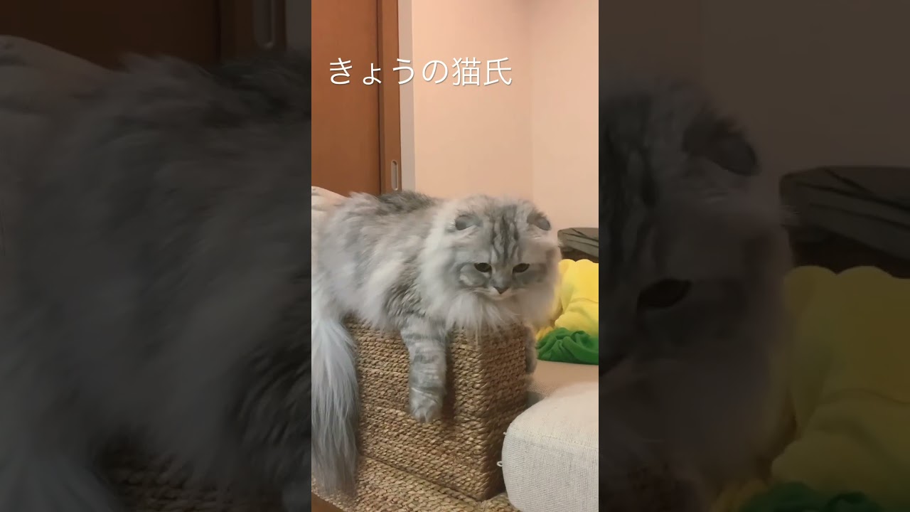 きょうの猫氏 #shorts #スコティッシュフォールド #猫動画 #cat #猫
