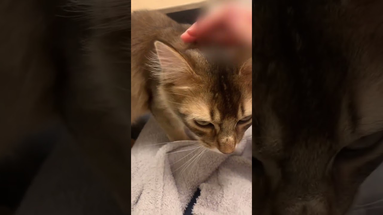 ひざに乗ってきて甘えるソマリ #いやしねこ #ねこ好き #しっぽ吸い